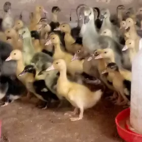 ördek ýaşylbaş jüýje