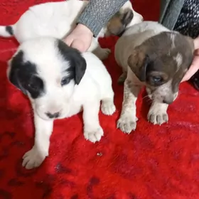 Щенята спаниэля.