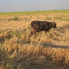 ökizler we sygyrlar