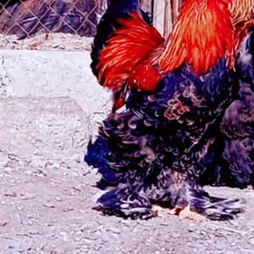 брама.   хораз