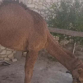 inen ogşuk 2 ýaşan