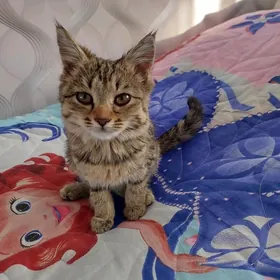 Котёнок окраса Таби