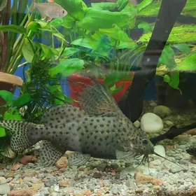 сомы синадонтис перевертыши