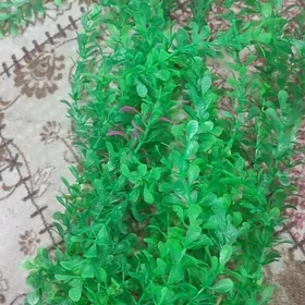 искусственные растения