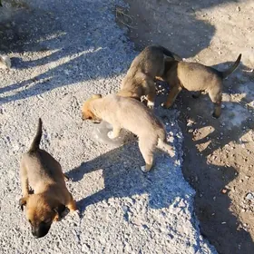 Щенки мелкой породы