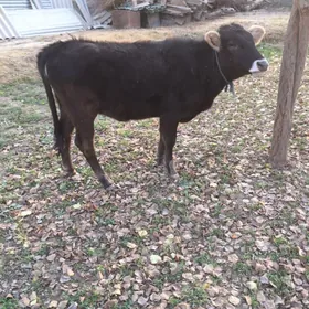 Swet  paroda gulajyn