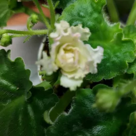 сортовые фиалки