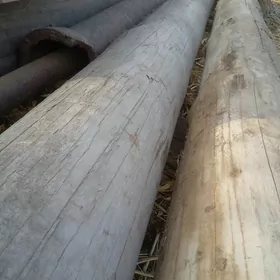 rasiski agac boyi 6metir