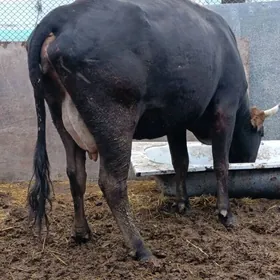 şwes tohum göleli sygyr