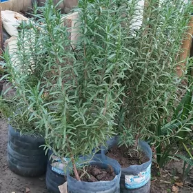 Розмарин Rozmarin