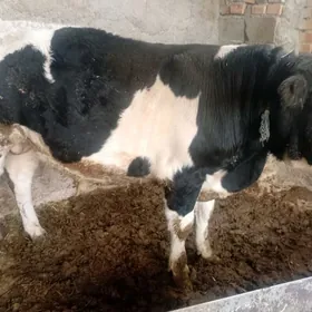 byr ỳaş 4 aỳlyk öküz