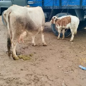 Şiwit Gölely sygyr