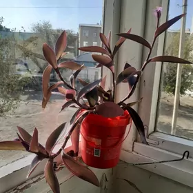 Фиолетовая традесканция