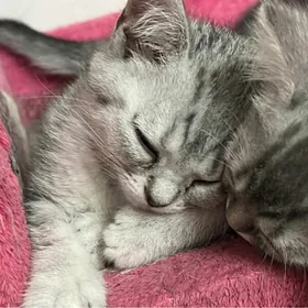 шотландская шиншила