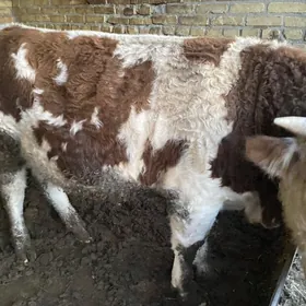 Smental Tohumlyk mal