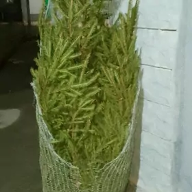 ёлка российские