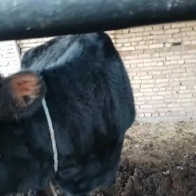 пародны унаджын