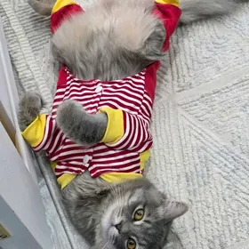 Pişik  parpda pişigın cagasy 2