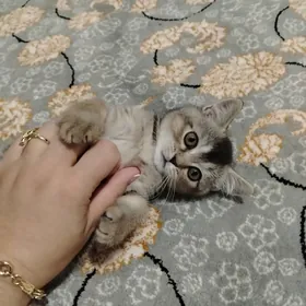 Шиншила парода пишижек