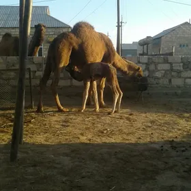 көшекли дүе