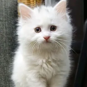 Котята скотиш-страйт