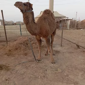 erkee 5yasynda kerek torym