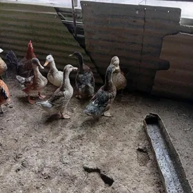 Satlyk juyjeler ordekler