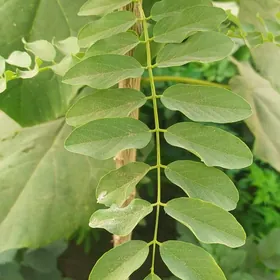 Акация Akaciya