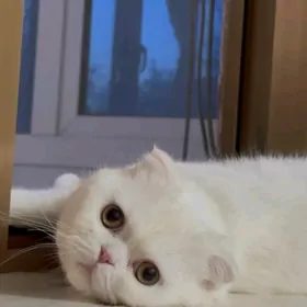 шотландский вислоухий кот