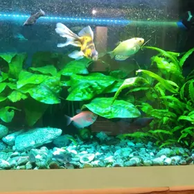 Аквариум с рыбками