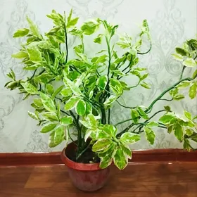 Цветок ,,Педилантус "