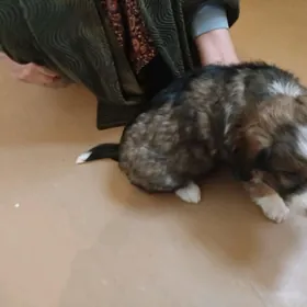 БЕСПЛАТНО щенки