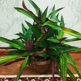 Цветок ,,Рео "