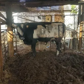 bakylan okuz 1.5 Yas