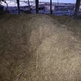 mal oty üwelen görnüşde