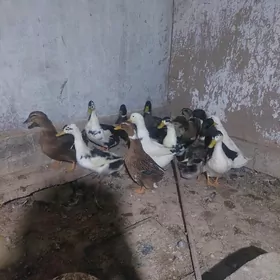 ýaşylbaş örden gaz