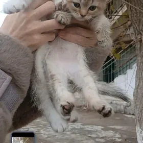 котята шиншилы