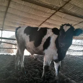 пародны окузлер