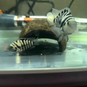 Sapfirowyy popygay para