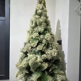 tazeyyl arcasy yolka