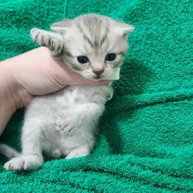 Шотландские вислоухие