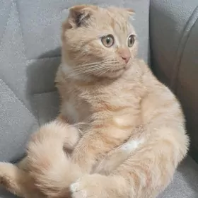 Рыжий вислоухий