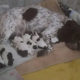 Русский Спаниель охотничий