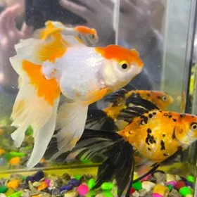 золотая рыбка