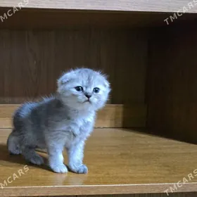 Котята шотландские мальчики