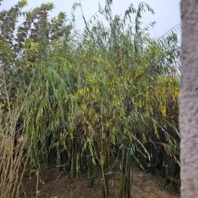 leyli sac,bag,nahal,leýli saç