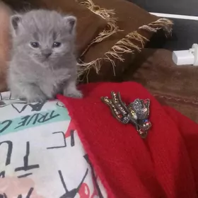 ПРОДАЮТСЯ КОТЯТА ПОРОДИСТЫЕ