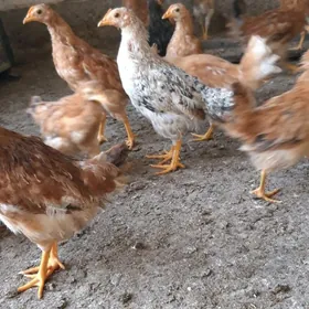 Üç ýarym aýlyk jüýjeler.