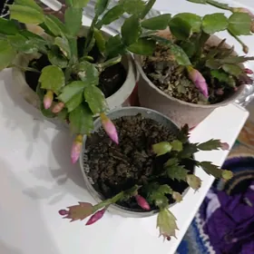 Декабриств