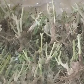 Gara bägül(Çorny Roza) nahaly